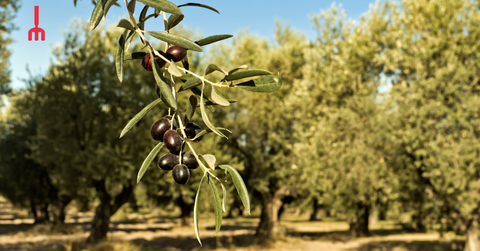 Your Guide to Choosing the Best Extra Virgin Olive Oil: A Comprehensive Guide